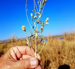 Galls on Stem of Russian Knapweed Plant