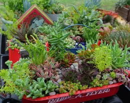 A red Radio Flyer wagon overflowing with a variety of colorful succulents and decorative pebbles.