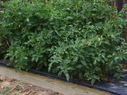 Mulched veggies, CO State Ext