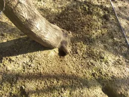 Roof rat holes are typically 3 to 4 inches in diameter.