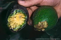 Rats like to eat fresh avocados.