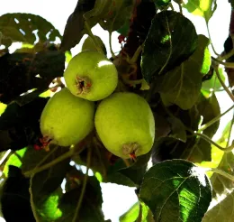 M.Martinez Apples blog