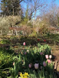 Early spring tulips and fruit orchard, Wendy Brown