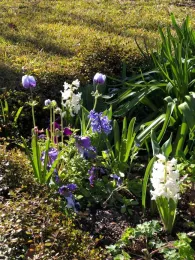Early spring bulbs, Wendy Brown
