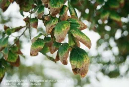 Fig 3. Chlorotic leaves with necrotic margins and tips, especially severe on older foliage of European hackberry, due to root exposure to excess salinity.(Photo credit: Hortscience, Inc.)