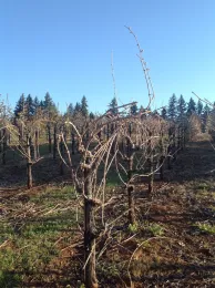 A vertical cordon grapevine that's been double pruned.