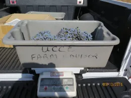 You don't need a digital scale like this one to measure your fruit weight.