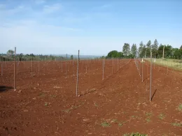 Vine balance starts with good vineyard design.