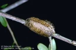 Praying mantid egg case. (Photo: Jack Kelly Clark)