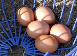 For more information about how to package and ship eggs, visit http://ucanr.edu/eggtest.