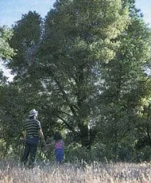 McCreary and daughter Megan walk among the oaks in a photo published in California Agriculture's “Urbanization crowds out oaks” article in September 1995.