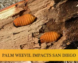 South-American-Palm-Weevil-banner