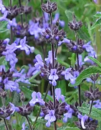 Salvia brandegeei 'Pacific Blue'