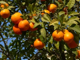 A close-up view of a nearly ripe orange tree with clusters of bright oranges among green leaves against a blue sky.