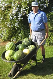A man stands next to a wheelbarrow filled with various watermelons against a backdrop of green grass and flowering shrubs.