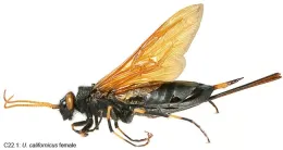 Horntail wasp adult