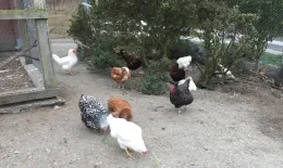 Elkus hens