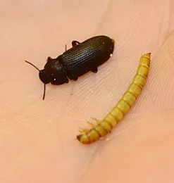 A darkling beetle adult and larva. (Photo by Kathy Keatley Garvey)