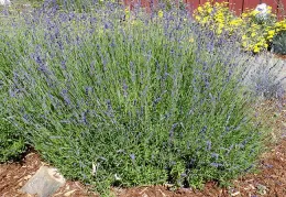 English lavender 'Hidcote' (lavandula 'Hidcote'), B. McGhie