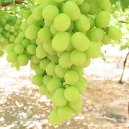 Uvas Sheegene-21