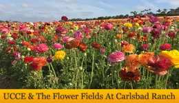 flower-fields-banner