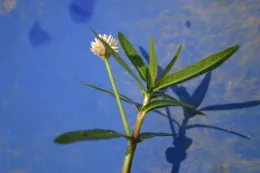 Alligatorweed_fig2