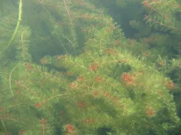 Eurasian watermilfoil
