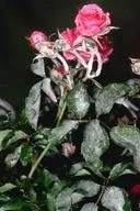 powdery mildew on rose