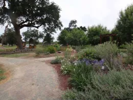 Native Plant Garden, B McGhie
