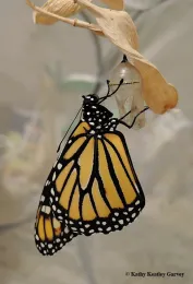 A newly eclosed monarch butterfly. (Photo by Kathy Keatley Garvey)