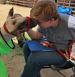Sheep Kisses Tobin Weight-Carter