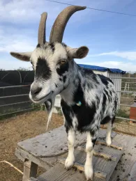 Goat at Wild Willows Farm in San Diego
