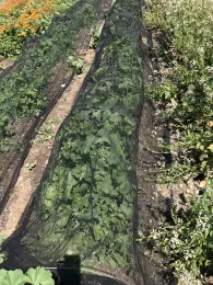 Wild Willows Farm Crop Rows