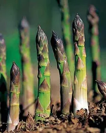 Asparagus