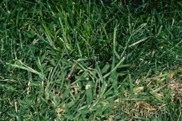 Fig 1. Large crabgrass. (Credit: Clyde Elmore)