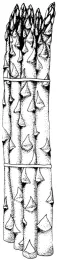 asparagus