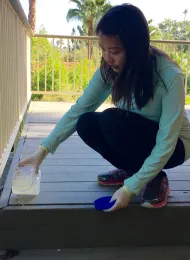 Fig 2. Applying hydrogel bait around a home. (J-W Tay, UCR)