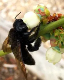 This photo was taken at the South Coast Research and extension center, perfectly timed just when we were touring the youth garden talking about pollinators!