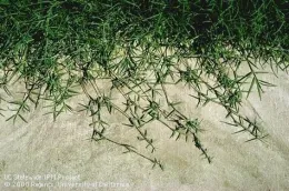 Fig 3. The creeping stolons of bermudagrass. (Credit: Clyde Elmore)