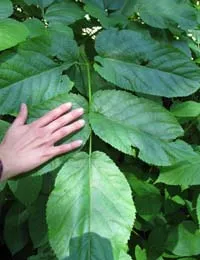 California spikenard