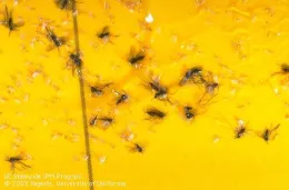 Identifying Insects on Sticky Traps