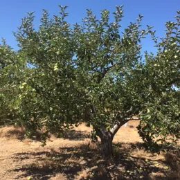 A healthy apple tree with green leaves and small green apples in a sunny outdoor setting, surrounded by dry ground and a clear blue sky.
