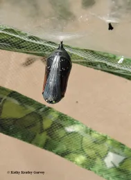 A monarch will soon eclose from this transparent chrysalis. (Photo by Kathy Keatley Garvey)