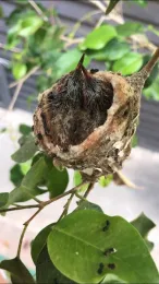 Allens hummingbird nestlings