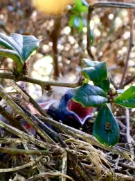 Brewers blackbird nestlings