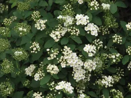 Spiraea vanhouttei flowers and foliage, Wikipedia