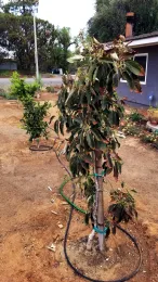 citrus and avocado trees are stressed by summer heat