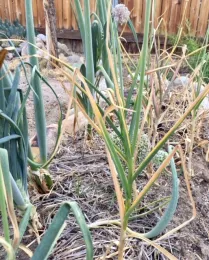 Outer eaves beginning to brown