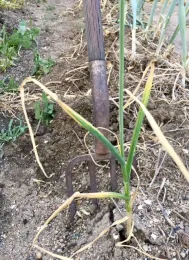 Using a fork to lift mature bulbs
