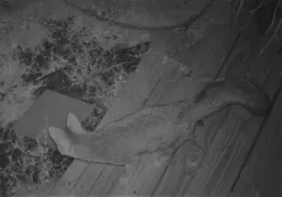 Gray fox (Urocyon cinereoargenteus)